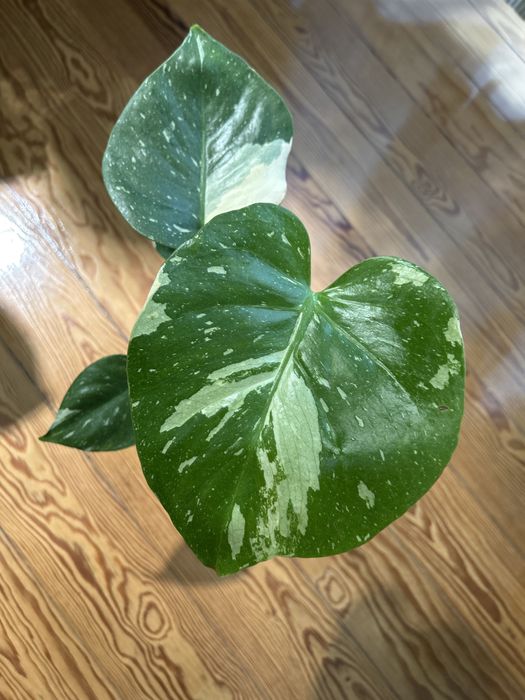 Monstera Thai Constellation