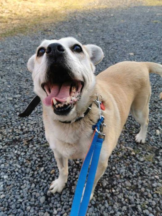 Mazda po 10 latach ponownie w schronisku...czeka na nowy dom!