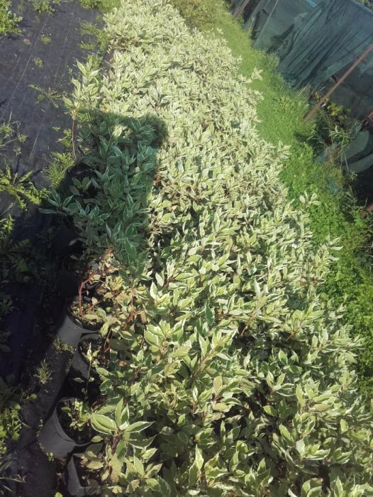 Dereń biały Elegantissima wys. 40-50 cm