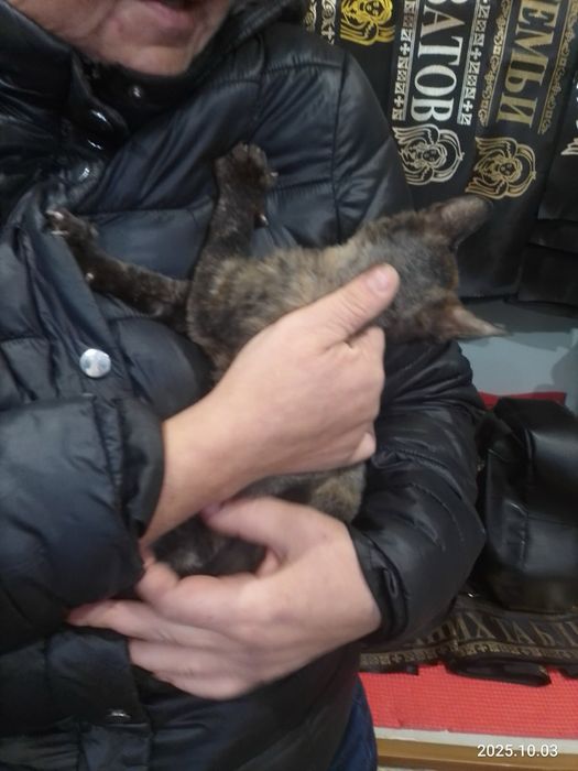 Отдам в хорошие руки кошку Браж
