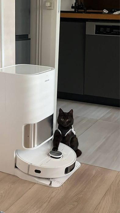 Віддаємо кішечку в добрі руки