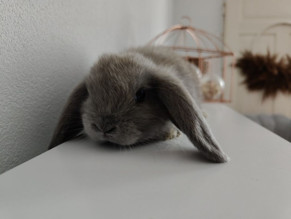 Mini Lop królik gotowe do odbioru