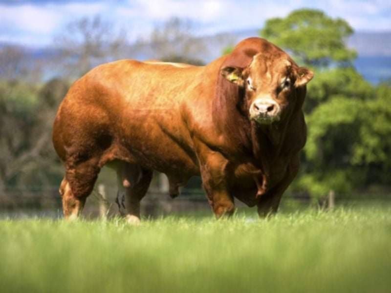 Bydło byki krowy jałówki