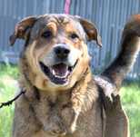 Paco - pies do adopcji!