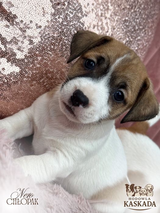 Unikatowe umaszczenie ostatni PIES Jack Russell Terrier
