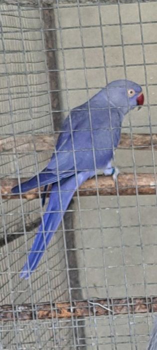 Ring necks duplos portadores cc e opalino 2023 e 2024 opalinas / cc