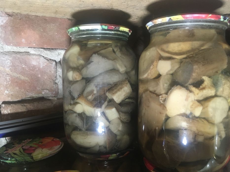 Гриби підберезовики