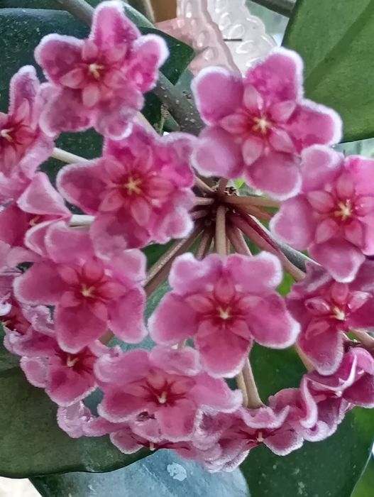 Hoya carnosa seeds 002
