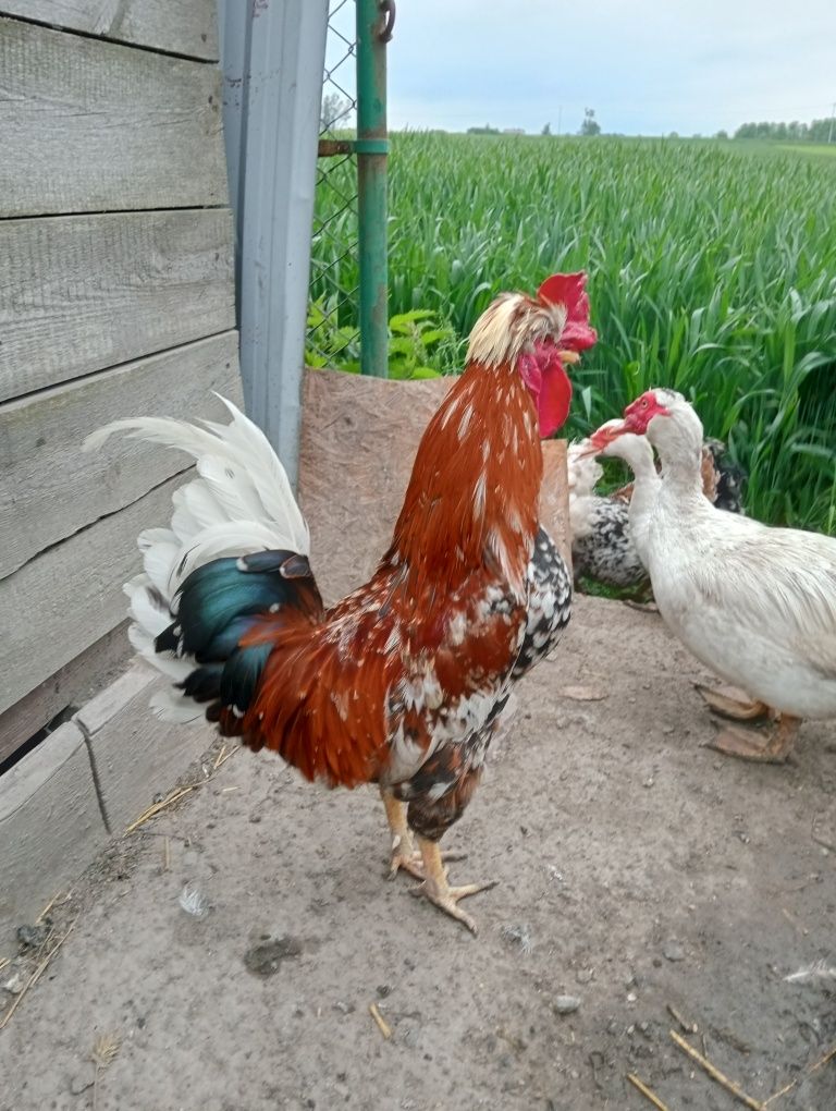 Kogut czubatka w typie staropolskim