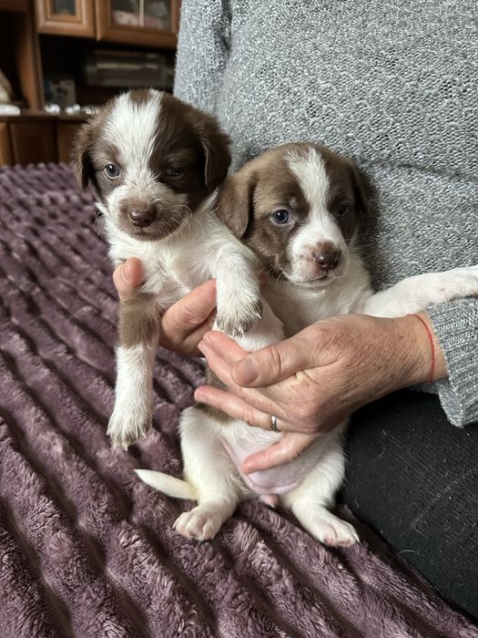 Віддам безкоштовно цуценят, собака бесплатно, цуценятко, собаченя