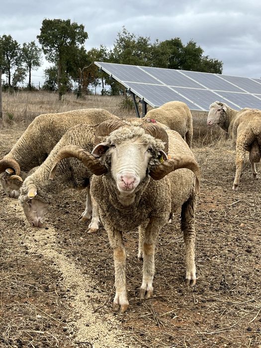 Carneiros merino branco puros e cruzados
