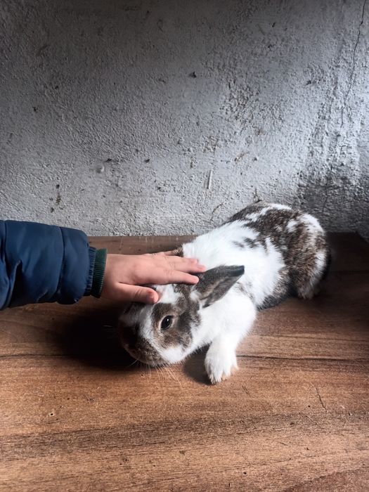 Królik karzełek samiec