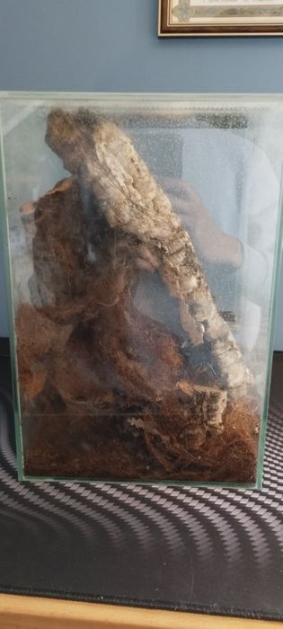 Poe Regalis 6DC z Terrarium