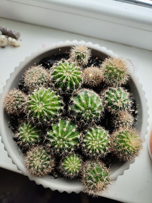 Кактуси кімнатні рослини