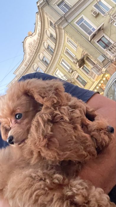 Цуценята Той Пуделя КСУ