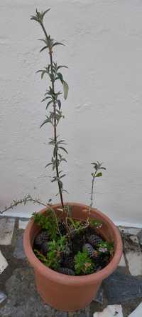 Arbustos Budleia (Buddleja davidii) - – a árvore-das-borboletas