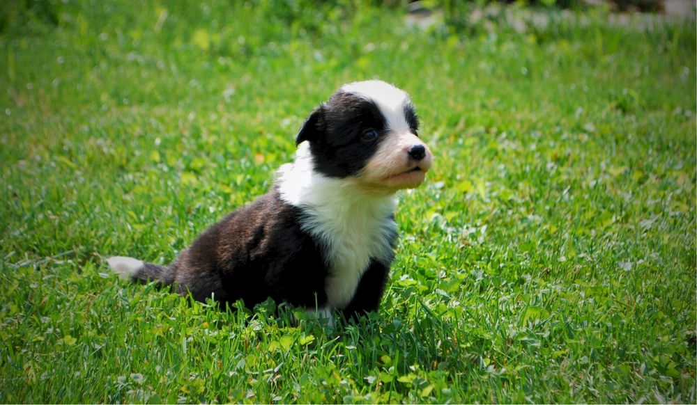 Sprzedam szczeniaki Border Collie