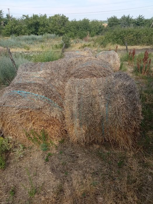 Солома в тюках .Самовывоз.