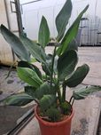 Strelicja Królewska Reginae
