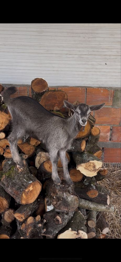 Cabrito com 2 meses