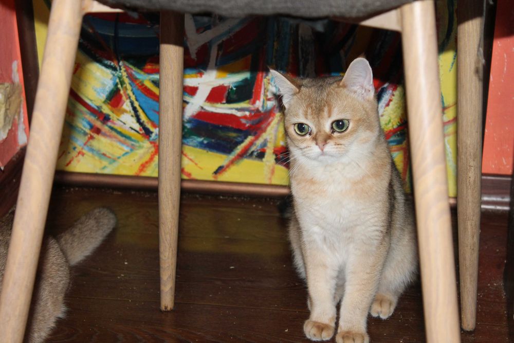 Золота шотландська шиншилла