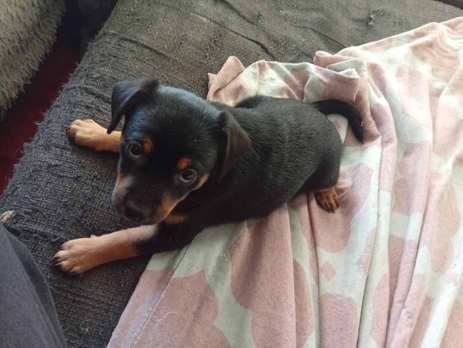 Suczka sunia oddam w dobre ręce szczenię