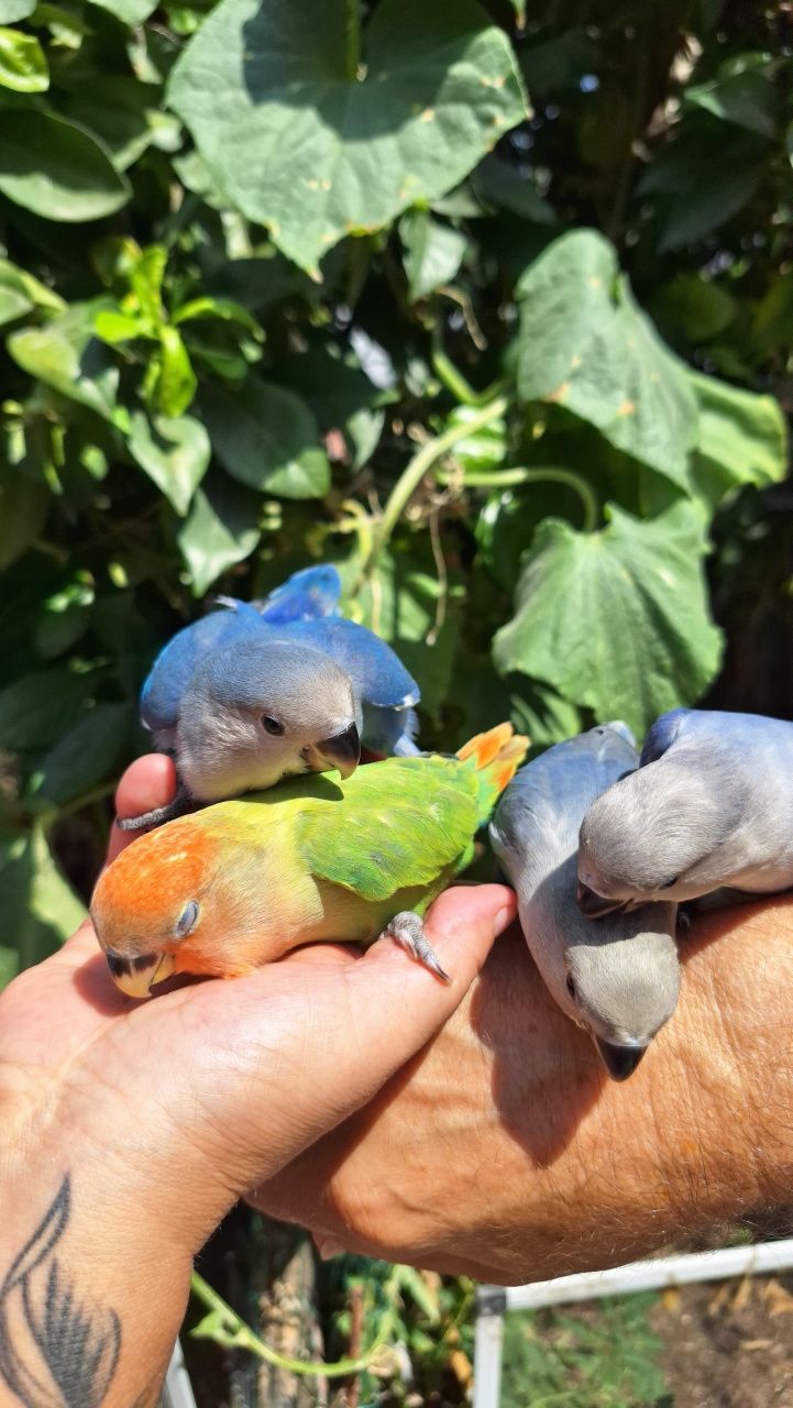 Vendo Agapornis Domesticados
