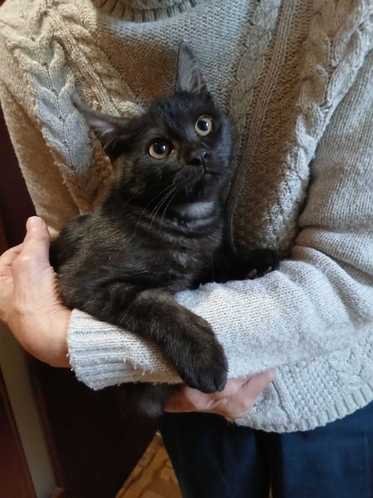 Котик , окрас  чорний дим.