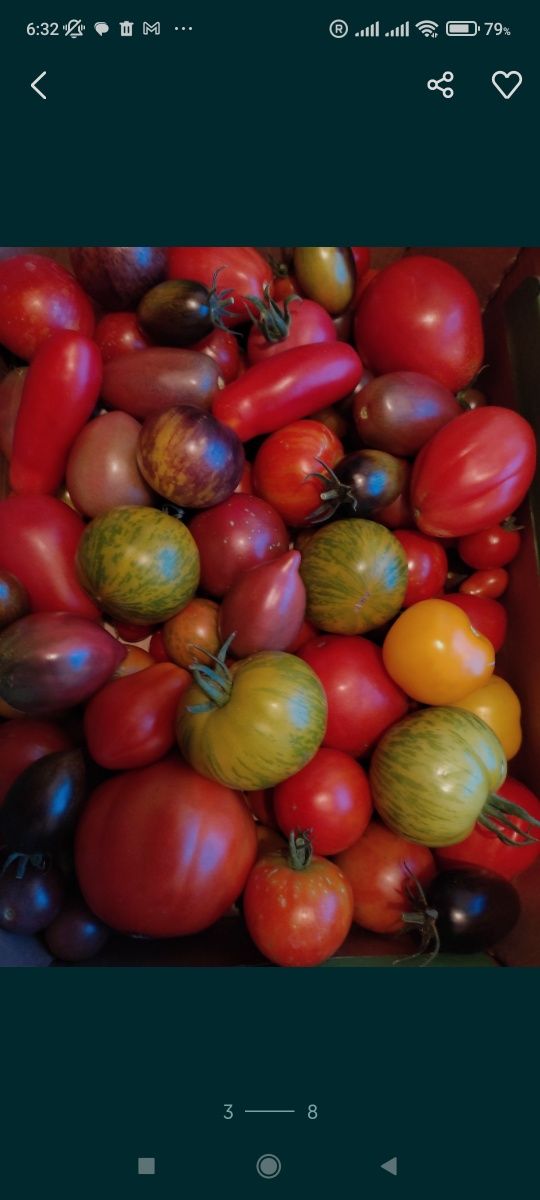 Kolekcjonerskie nasiona pomidorów na zamówienie