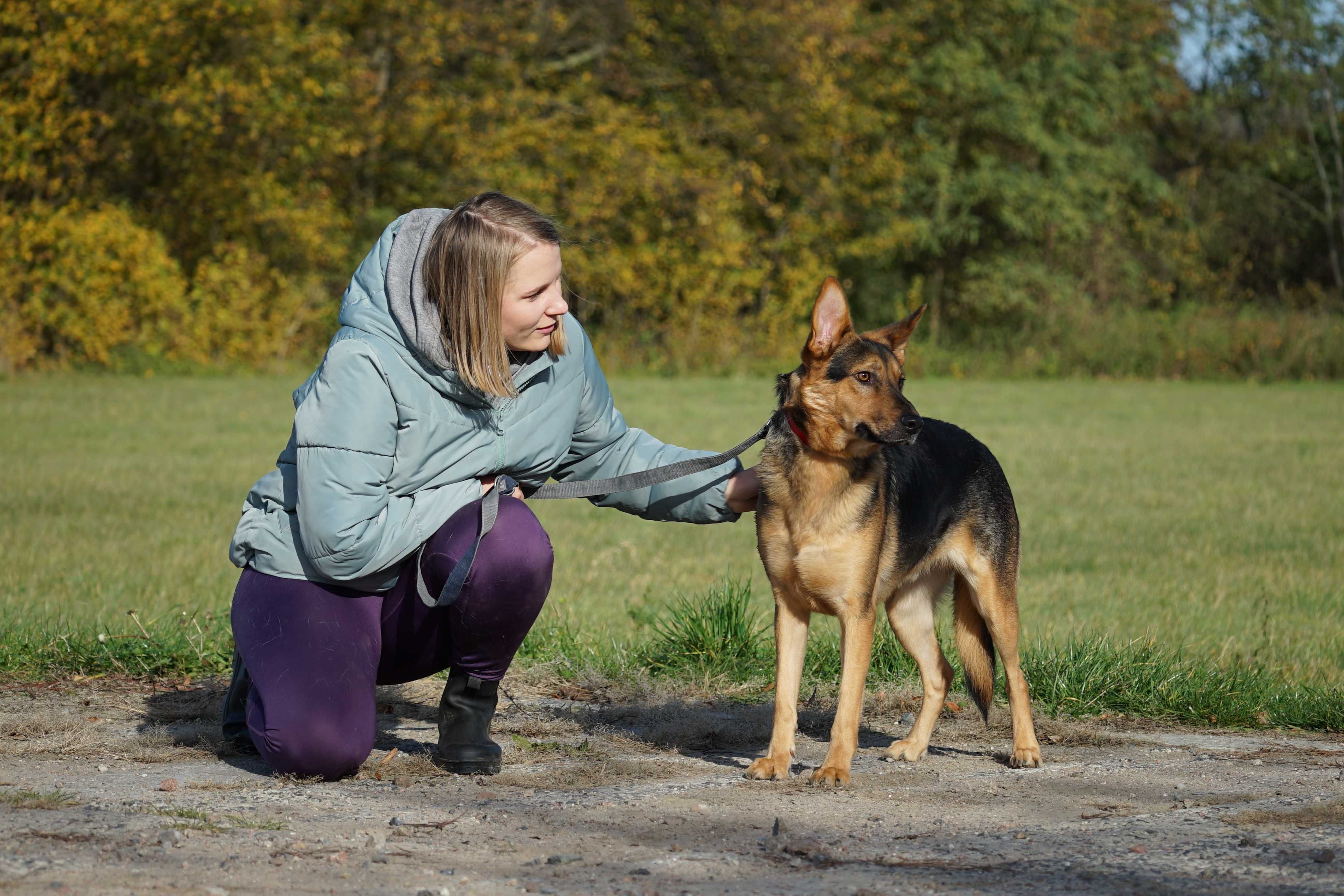 Bark - młody pies w typie owczarek niemiecki
