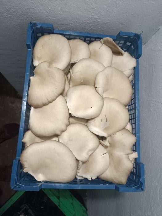 Boczniaki boczniak 16zł