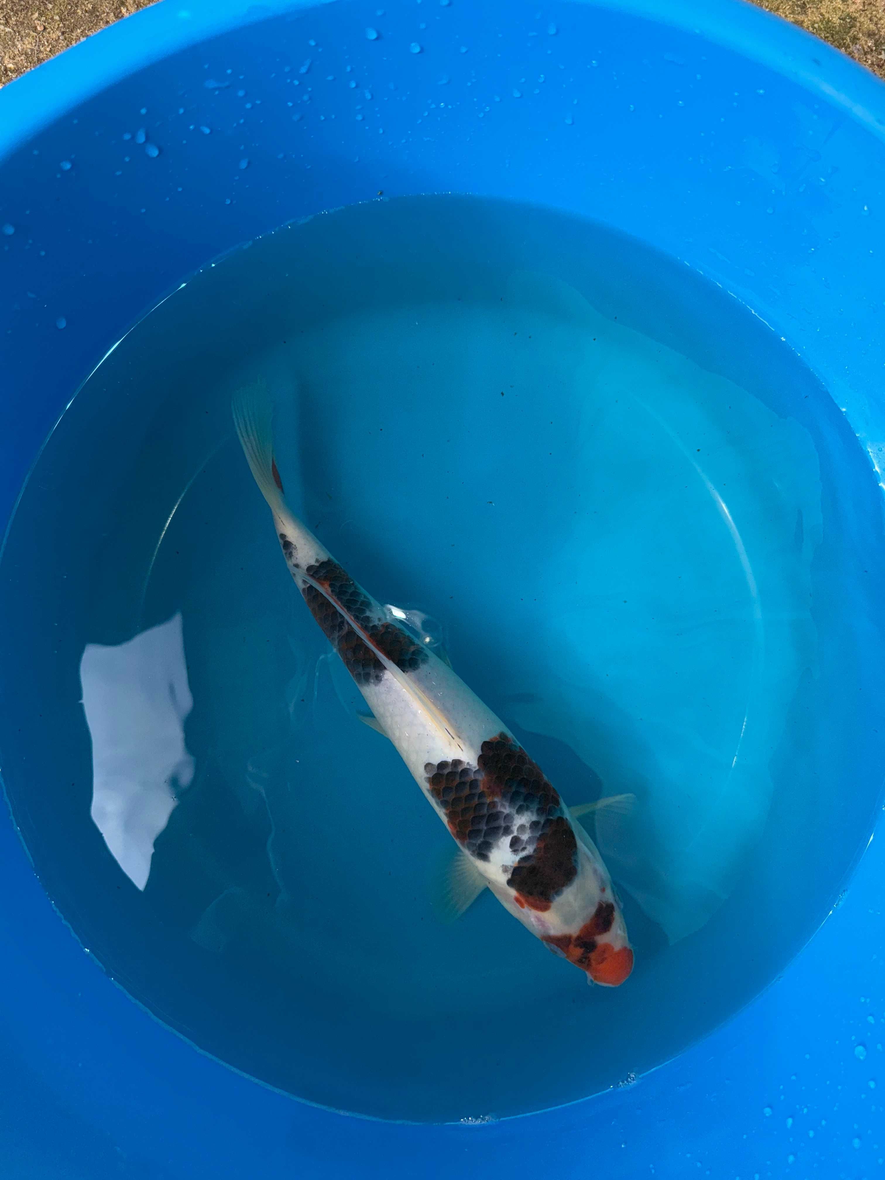 Carpa Koi GOROMO 28cm Japonesa SAKAZUME KOI FARM