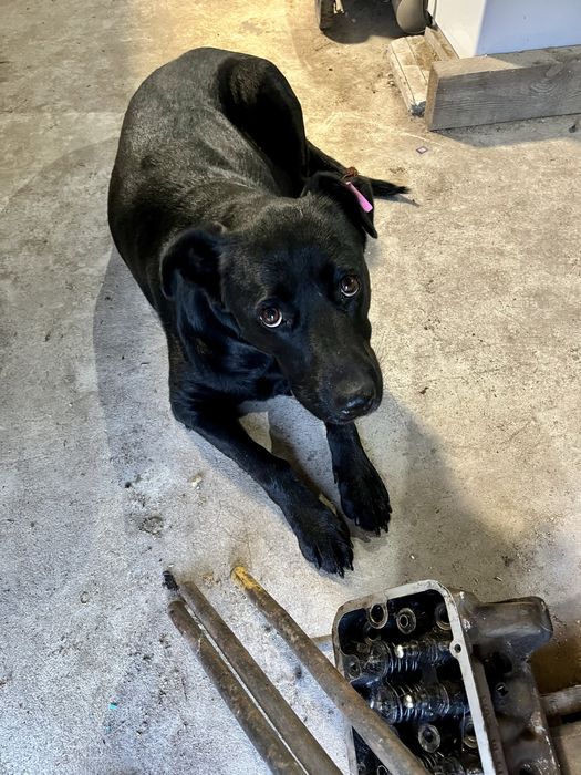 Девочка,стерилизована,привита от бешенствп