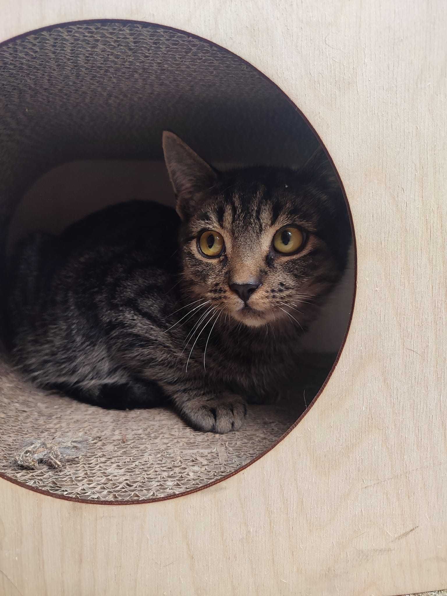 Tytus,Romek,około 5 mcz.Kocie Cudeńka czekaja na wspólną adopcję Żyrar