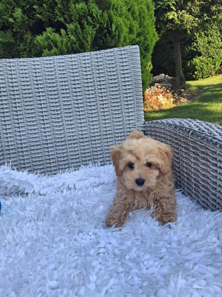 Śliczny Piesek Maltipoo