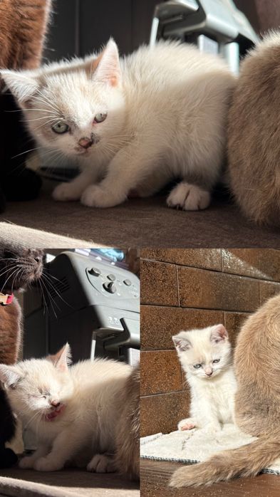 Сіамська кішечка, Безкоштовно