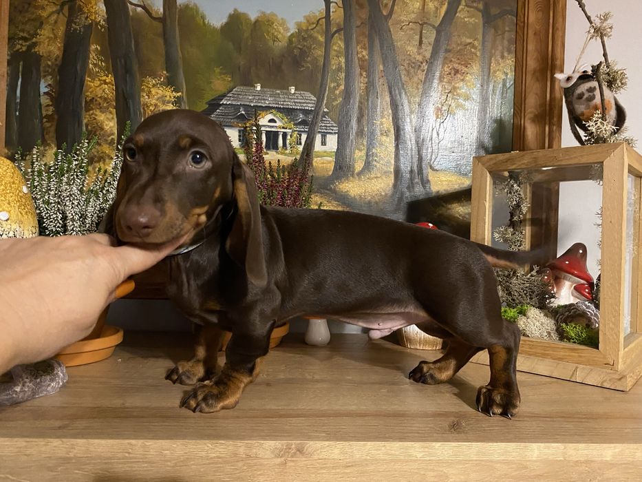 Jamnik piesek czekoladowy