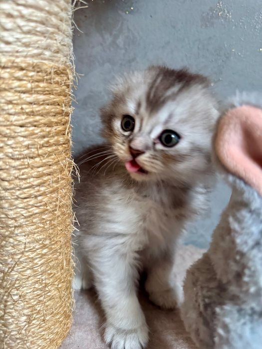 Котики мраморна шиншила
