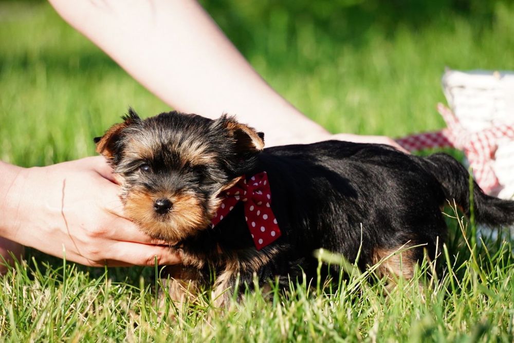 Ідеальні для обіймів – лагідні цуценята йорка чекають нову сім’ю