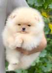 Mini miś pomeranian