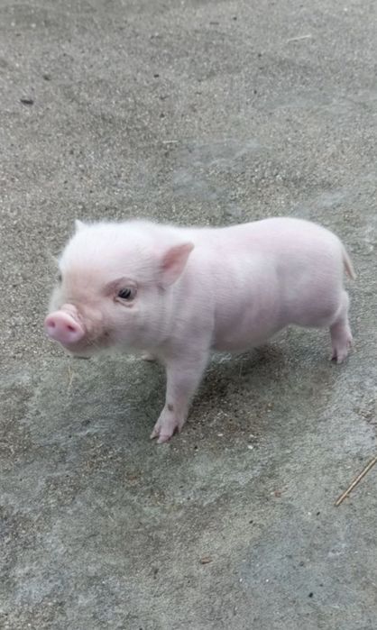 Porquinhos para venda