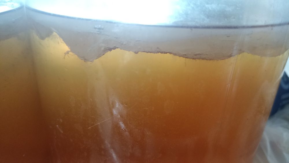 Продам чайний гриб,,комбуча