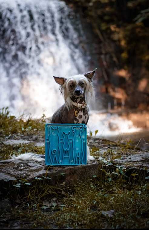 Miska Spowalniająca jedzenie dla psa SodaPup Waiting dogs design