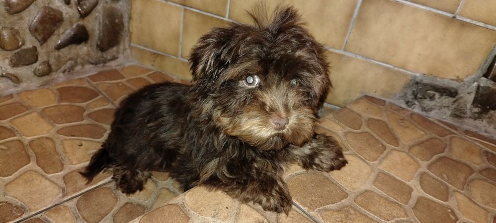 Yorkshire terrier czekolada Zarezerwowany