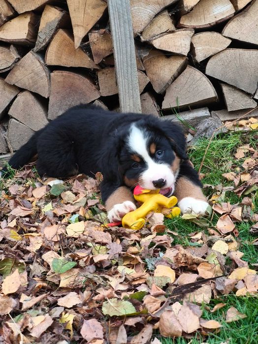 Berneński pies pasterski