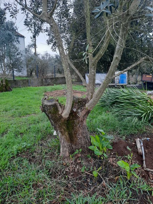 Vendo oliveiras galegas