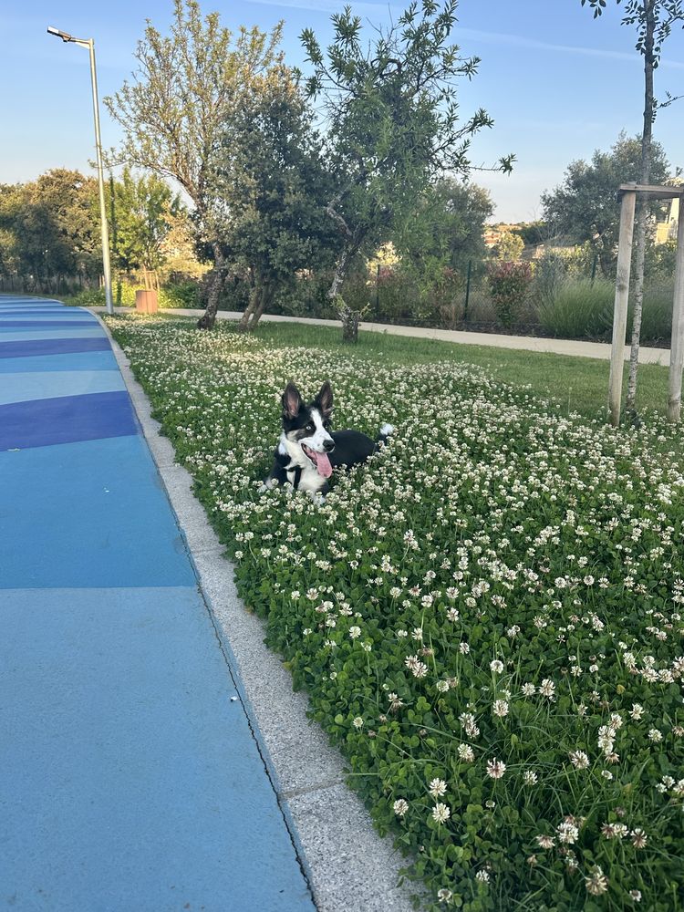 Urgente – doa-se cachorro Lupi, 7 meses