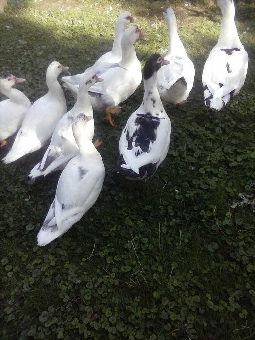 sprzedam kaczki  francuzy 60 zł