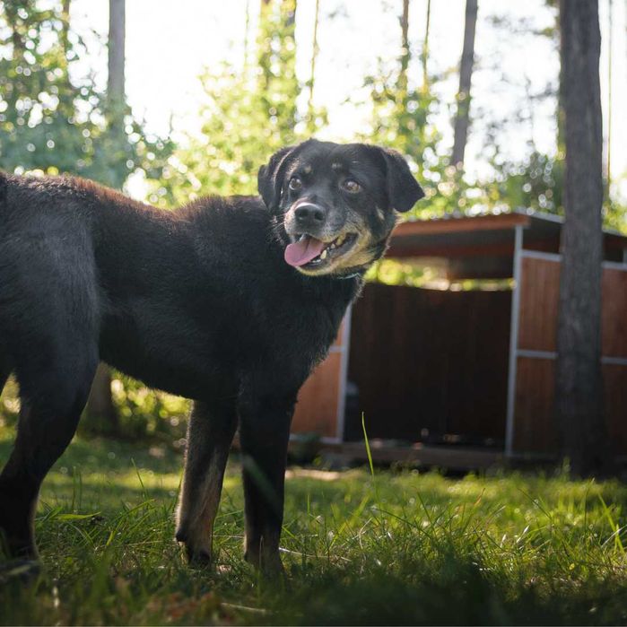 Przemiły psiak Piotruś szuka domu!