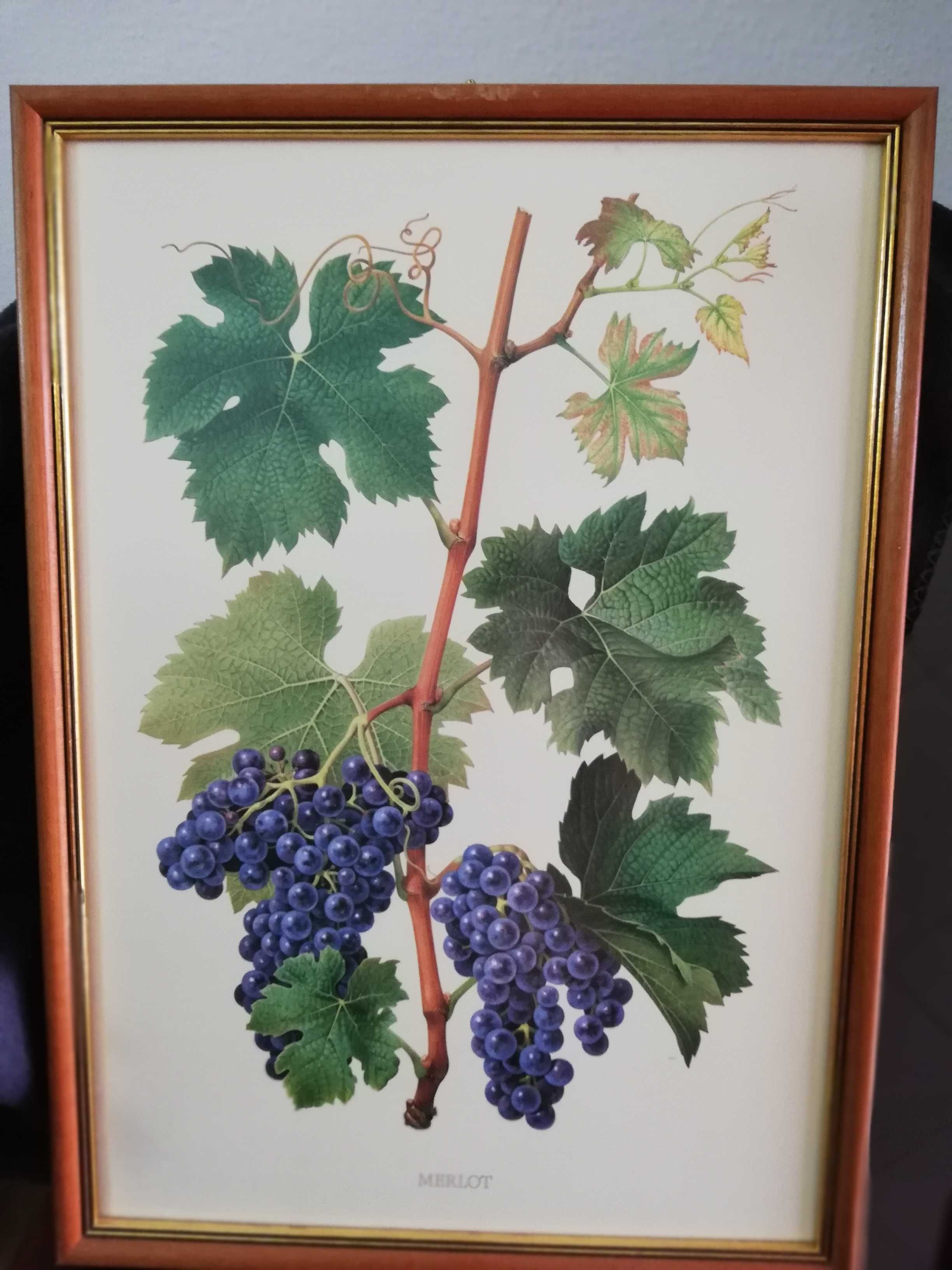 Quadros com motivo de castas de uvas.